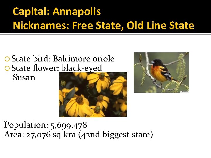 Capital: Annapolis Nicknames: Free State, Old Line State bird: Baltimore oriole flower: black-eyed Susan