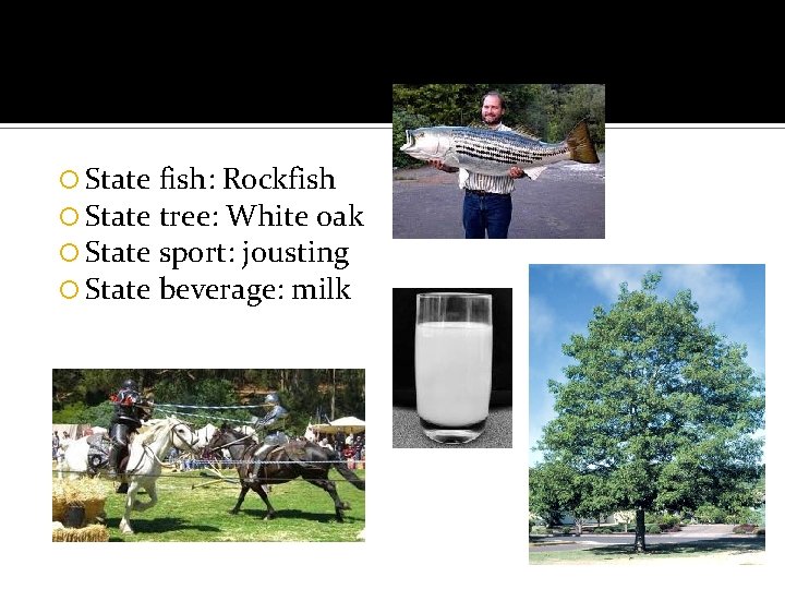  State fish: Rockfish tree: White oak sport: jousting beverage: milk 