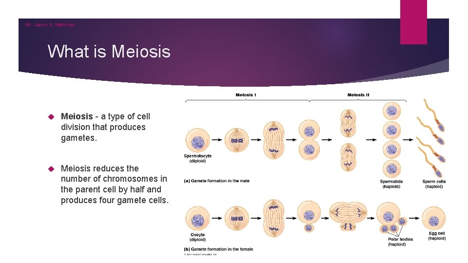 Mr. Jason S. Martinez What is Meiosis - a type of cell division that