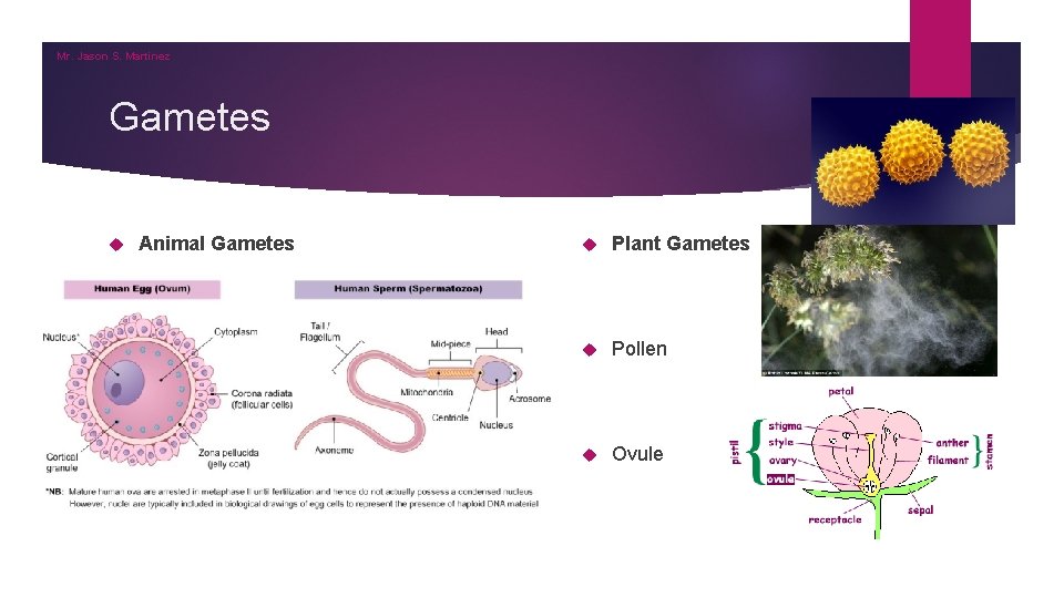 Mr. Jason S. Martinez Gametes Animal Gametes Plant Gametes Sperm Pollen Eggs (Ova) Ovule