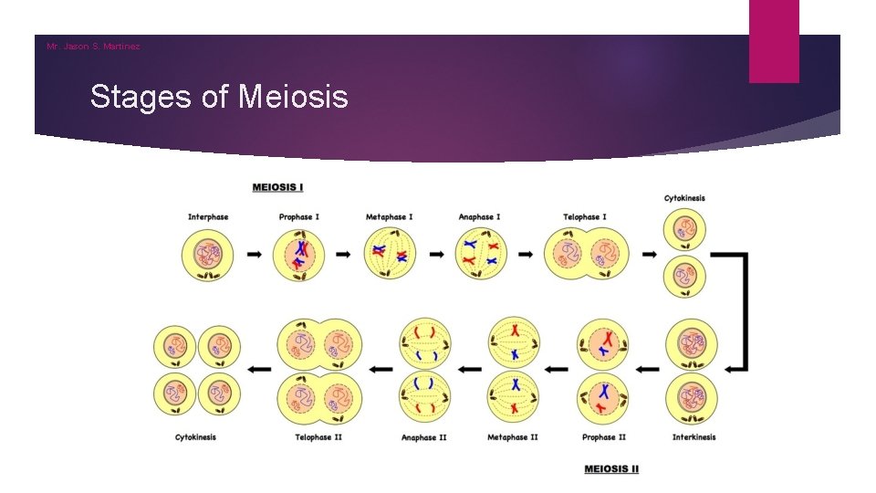 Mr. Jason S. Martinez Stages of Meiosis 