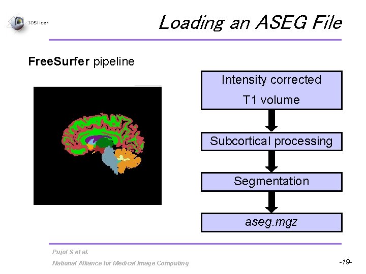Loading an ASEG File Free. Surfer pipeline Intensity corrected T 1 volume Subcortical processing
