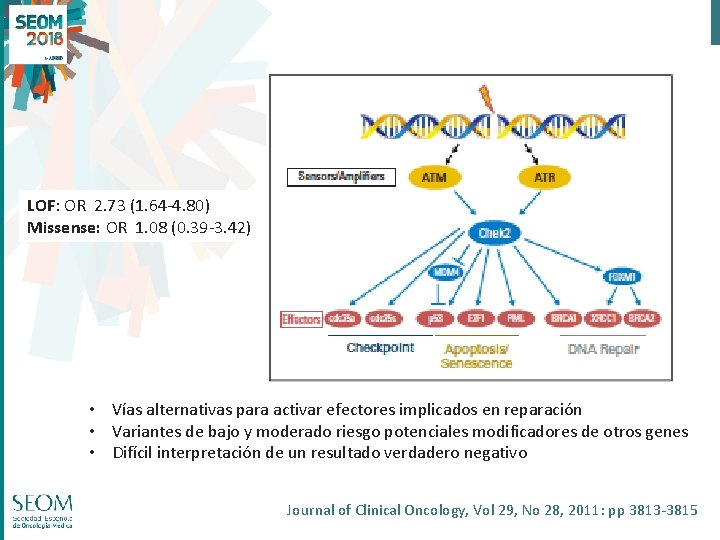 LOF: OR 2. 73 (1. 64 -4. 80) Missense: OR 1. 08 (0. 39