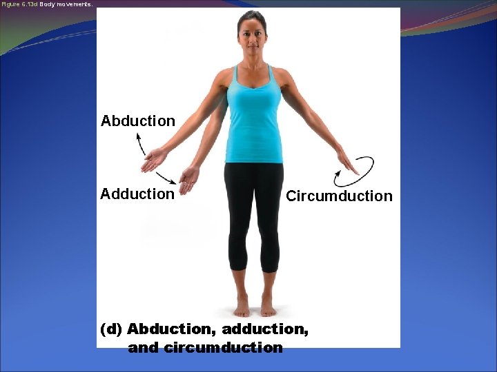 Figure 6. 13 d Body movements. Abduction Adduction Circumduction (d) Abduction, adduction, and circumduction