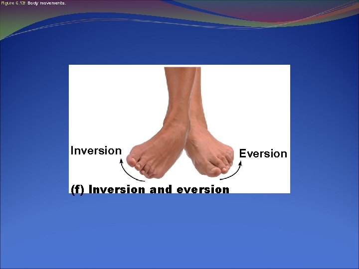 Figure 6. 13 f Body movements. Inversion (f) Inversion and eversion Eversion 