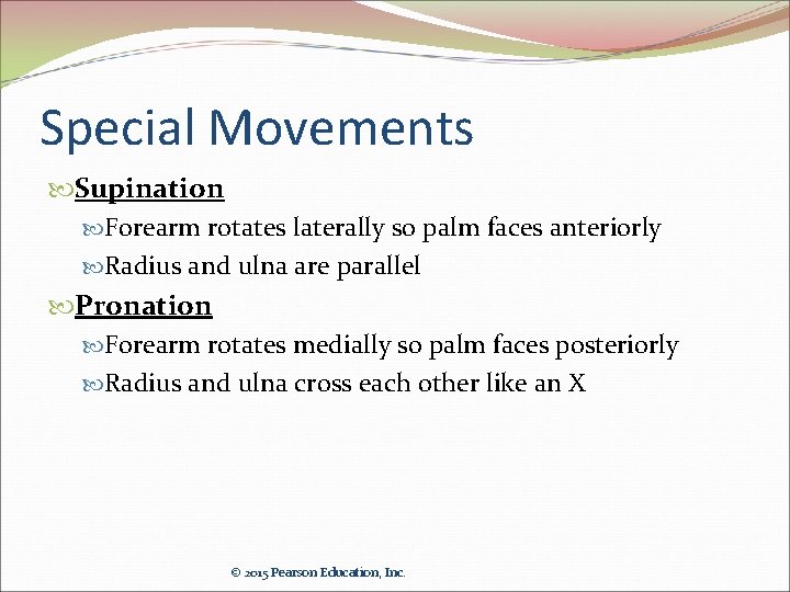 Special Movements Supination Forearm rotates laterally so palm faces anteriorly Radius and ulna are