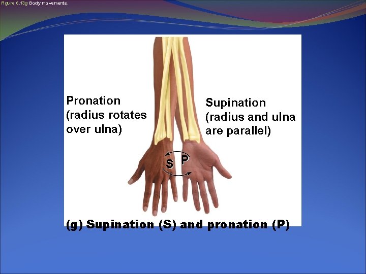 Figure 6. 13 g Body movements. Pronation (radius rotates over ulna) Supination (radius and