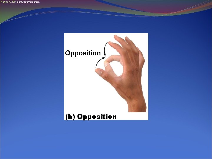 Figure 6. 13 h Body movements. Opposition (h) Opposition 