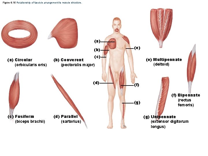 Figure 6. 15 Relationship of fascicle arrangement to muscle structure. (a) (b) (a) Circular