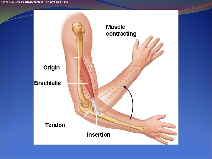 Figure 6. 12 Muscle attachments (origin and insertion). Muscle contracting Origin Brachialis Tendon Insertion