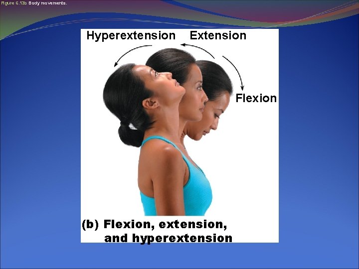 Figure 6. 13 b Body movements. Hyperextension Extension Flexion (b) Flexion, extension, and hyperextension