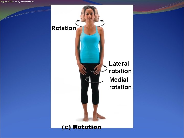 Figure 6. 13 c Body movements. Rotation Lateral rotation Medial rotation (c) Rotation 