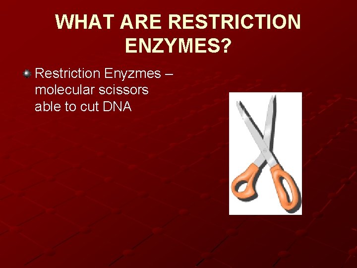 WHAT ARE RESTRICTION ENZYMES? Restriction Enyzmes – molecular scissors able to cut DNA 