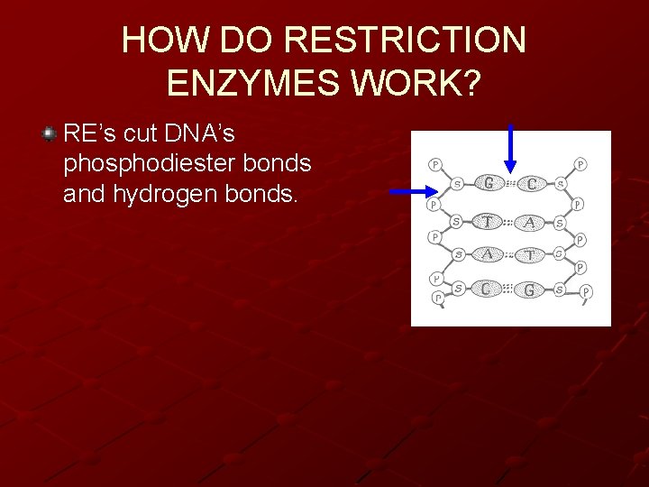 HOW DO RESTRICTION ENZYMES WORK? RE’s cut DNA’s phosphodiester bonds and hydrogen bonds. 