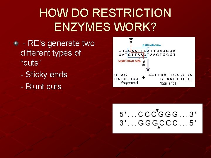 HOW DO RESTRICTION ENZYMES WORK? - RE’s generate two different types of “cuts” -