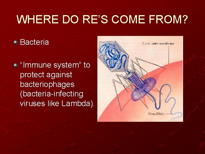 WHERE DO RE’S COME FROM? Bacteria “Immune system” to protect against bacteriophages (bacteria-infecting viruses