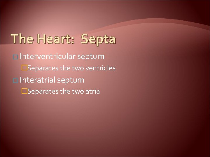 The Heart: Septa � Interventricular septum �Separates the two ventricles � Interatrial septum �Separates