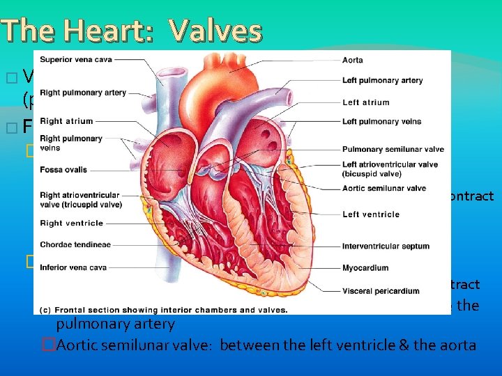 The Heart: Valves � Valves allow blood to only flow in (prevent backflow) �