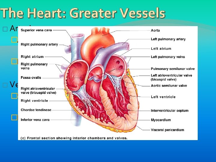 The Heart: Greater Vessels � Arteries: �Aorta: leaves the left ventricle �Brings oxygenated blood