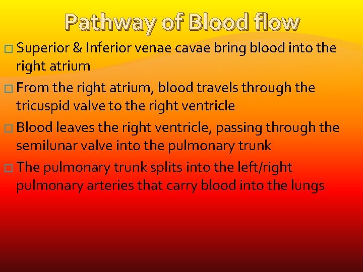 Pathway of Blood flow � Superior & Inferior venae cavae bring blood into the