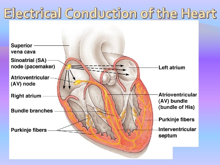 Electrical Conduction of the Heart 