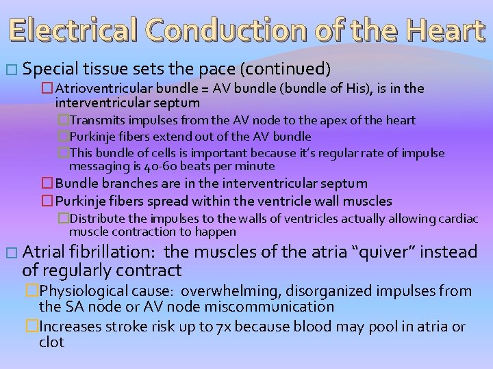 Electrical Conduction of the Heart � Special tissue sets the pace (continued) �Atrioventricular bundle