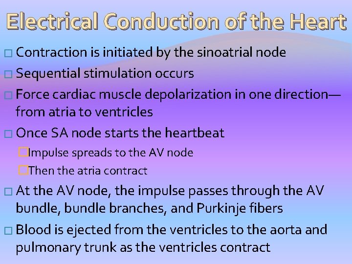 Electrical Conduction of the Heart � Contraction is initiated by the sinoatrial node �