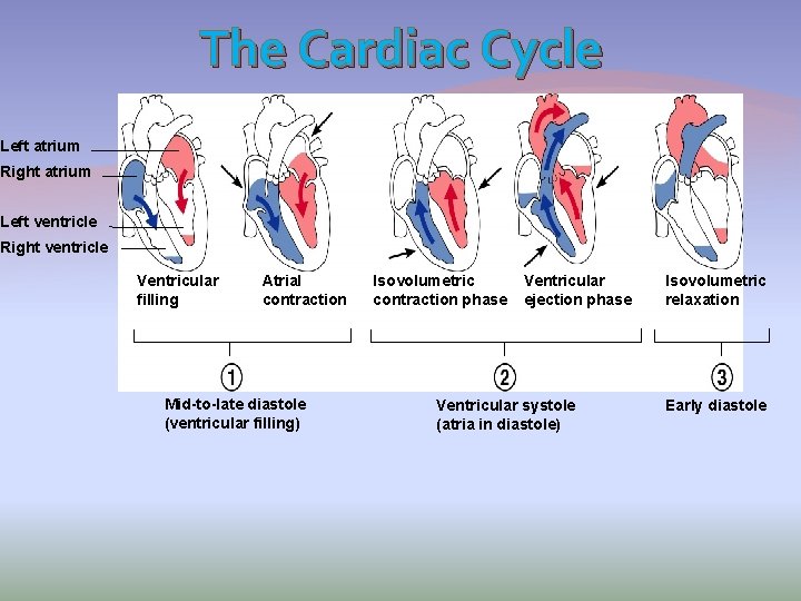 The Cardiac Cycle Left atrium Right atrium Left ventricle Right ventricle Ventricular filling Atrial