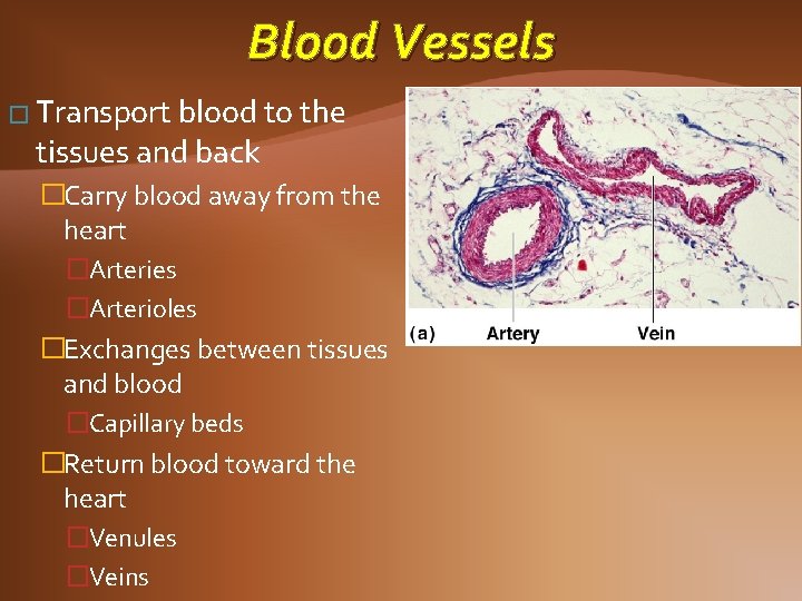 Blood Vessels � Transport blood to the tissues and back �Carry blood away from