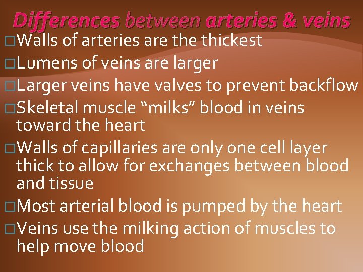 Differences between arteries & veins �Walls of arteries are thickest �Lumens of veins are