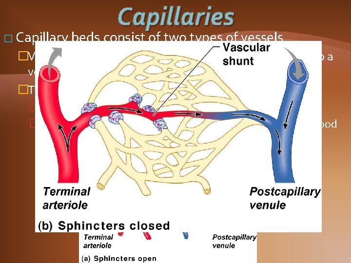 Capillaries � Capillary beds consist of two types of vessels �Vascular shunt—vessel directly connecting