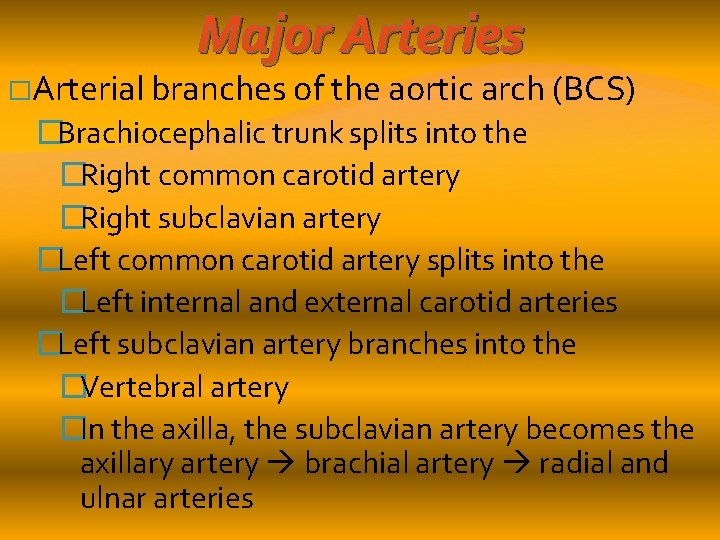 Major Arteries �Arterial branches of the aortic arch (BCS) �Brachiocephalic trunk splits into the