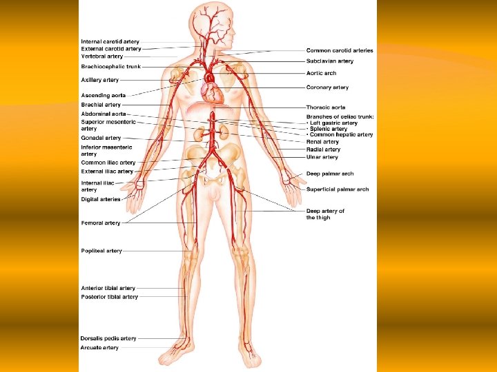 Major Arteries 