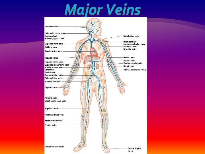 Major Veins 