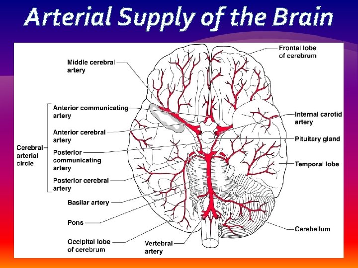 Arterial Supply of the Brain 