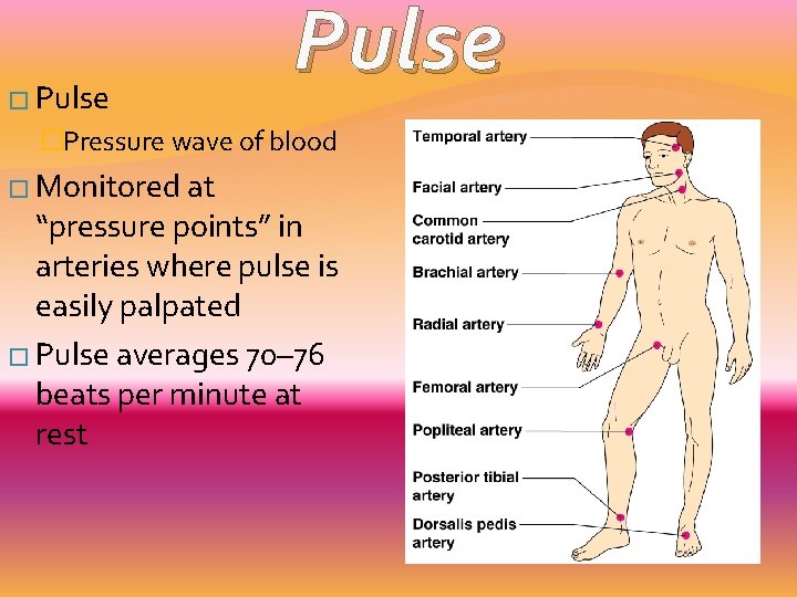 � Pulse �Pressure wave of blood � Monitored at “pressure points” in arteries where