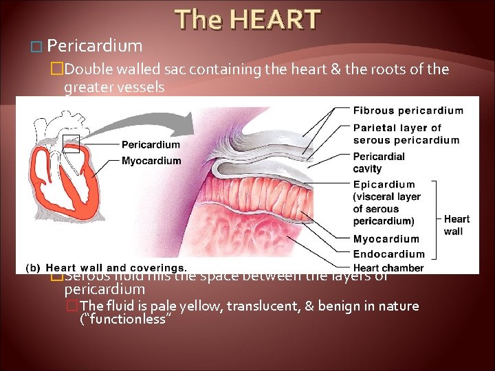 � Pericardium The HEART �Double walled sac containing the heart & the roots of