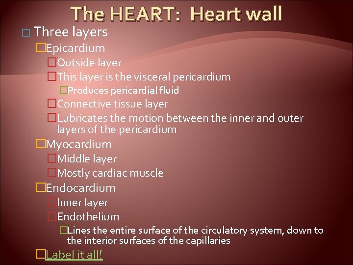 The HEART: Heart wall � Three layers �Epicardium �Outside layer �This layer is the