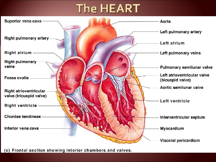 The HEART 