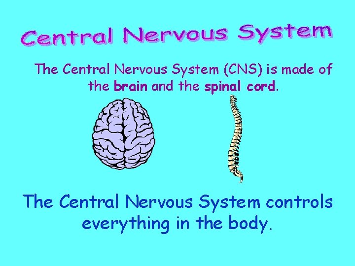 The Central Nervous System (CNS) is made of the brain and the spinal cord. The Central Nervous System (CNS) is made of the brain and the spinal cord.