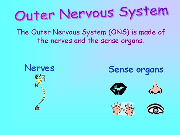The Outer Nervous System (ONS) is made of the nerves and the sense organs. The Outer Nervous System (ONS) is made of the nerves and the sense organs.