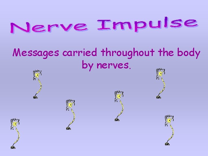 Messages carried throughout the body by nerves. Messages carried throughout the body by nerves.