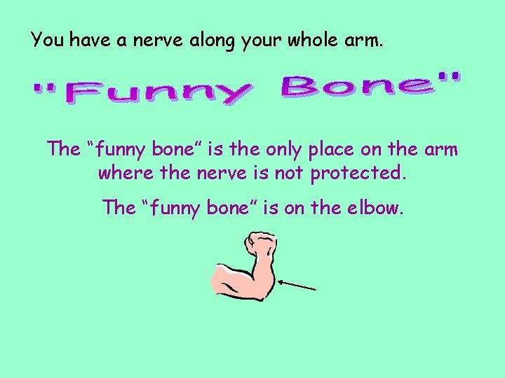 You have a nerve along your whole arm. The “funny bone” is the only You have a nerve along your whole arm. The “funny bone” is the only
