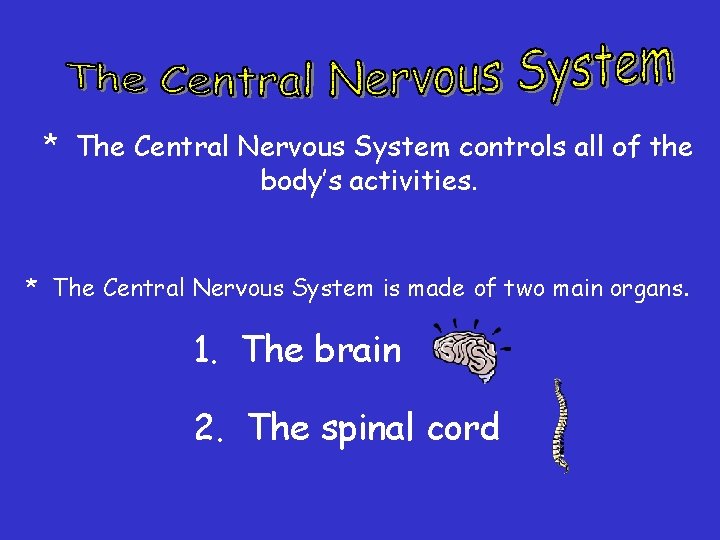 * The Central Nervous System controls all of the body’s activities. * The Central * The Central Nervous System controls all of the body’s activities. * The Central