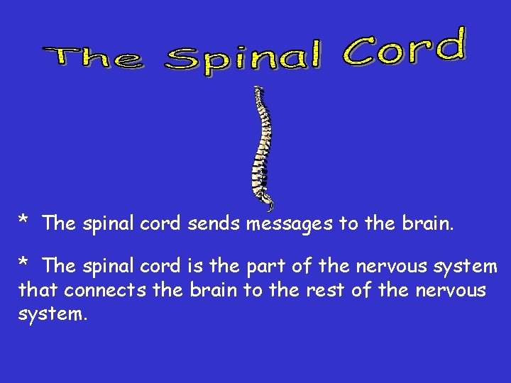 * The spinal cord sends messages to the brain. * The spinal cord is * The spinal cord sends messages to the brain. * The spinal cord is