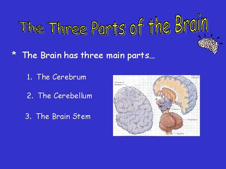 * The Brain has three main parts… 1. The Cerebrum 2. The Cerebellum 3. * The Brain has three main parts… 1. The Cerebrum 2. The Cerebellum 3.