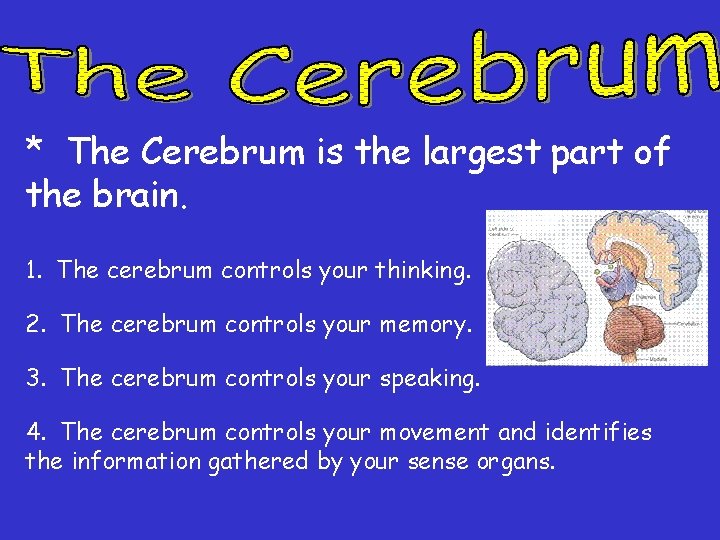 * The Cerebrum is the largest part of the brain. 1. The cerebrum controls * The Cerebrum is the largest part of the brain. 1. The cerebrum controls