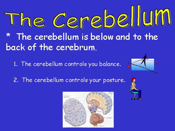 * The cerebellum is below and to the back of the cerebrum. 1. The * The cerebellum is below and to the back of the cerebrum. 1. The