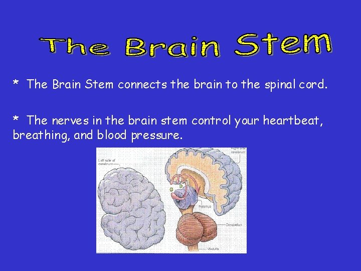 * The Brain Stem connects the brain to the spinal cord. * The nerves * The Brain Stem connects the brain to the spinal cord. * The nerves