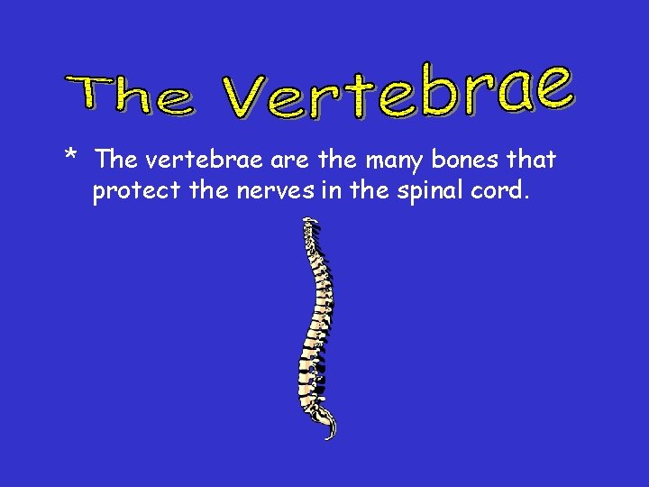 * The vertebrae are the many bones that protect the nerves in the spinal * The vertebrae are the many bones that protect the nerves in the spinal